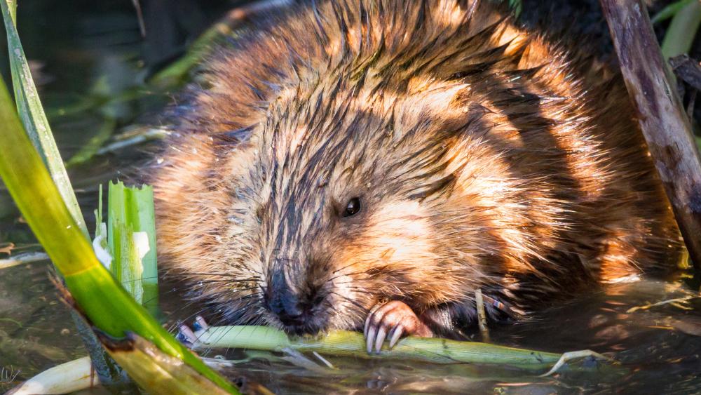 Many factors may contribute to steep, decadeslong muskrat population